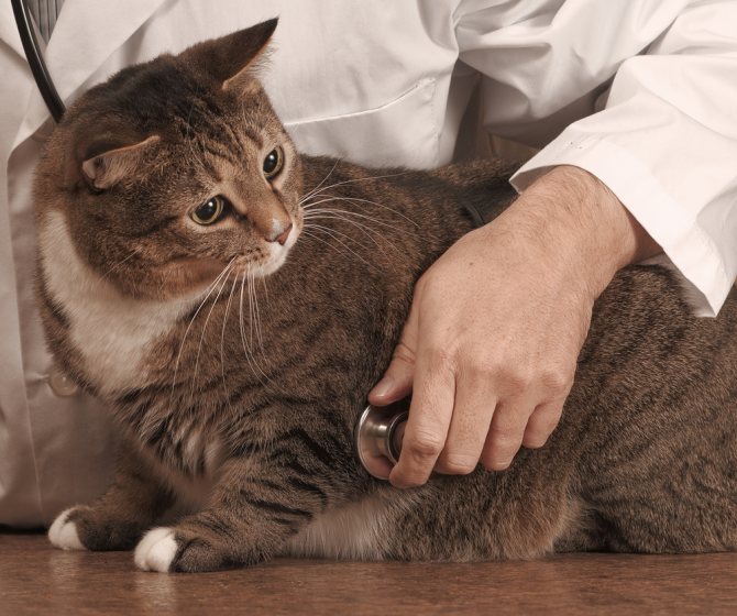Все о сахарном диабете у кошек - симптомы, диагностика, лечение и диета