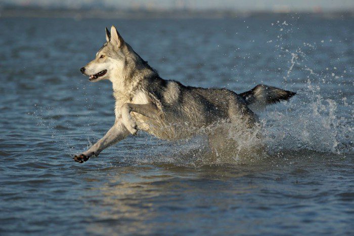 Волчья собака сарлоса: фото, характер, история