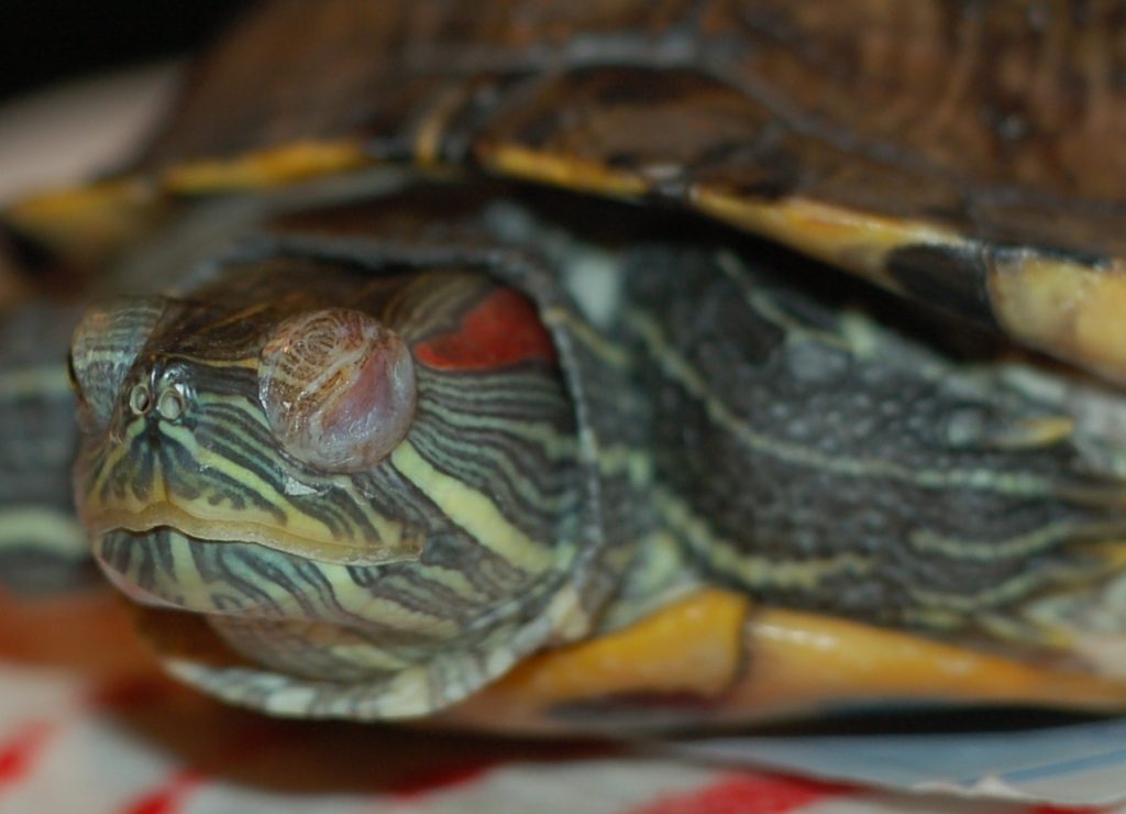 Сколько может не есть красноухая черепаха. сколько может прожить красноухая черепаха без еды