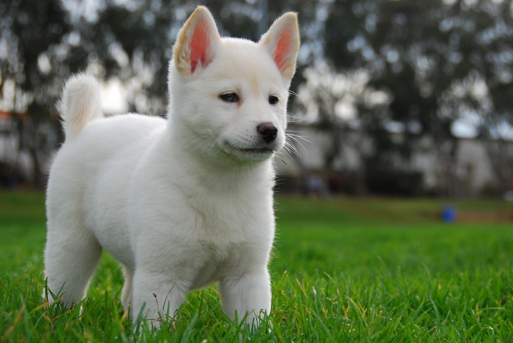 Характеристика собак породы японский хин с отзывами и фото