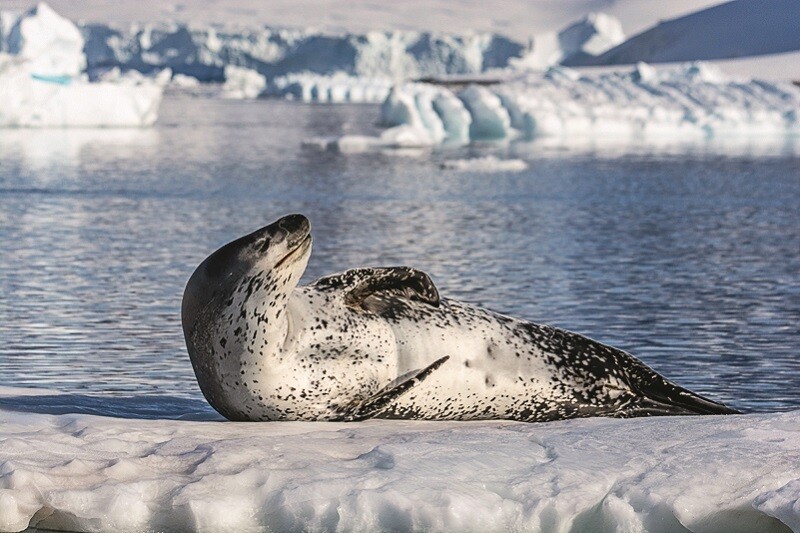Виды тюленей. сколько видов тюленей существует