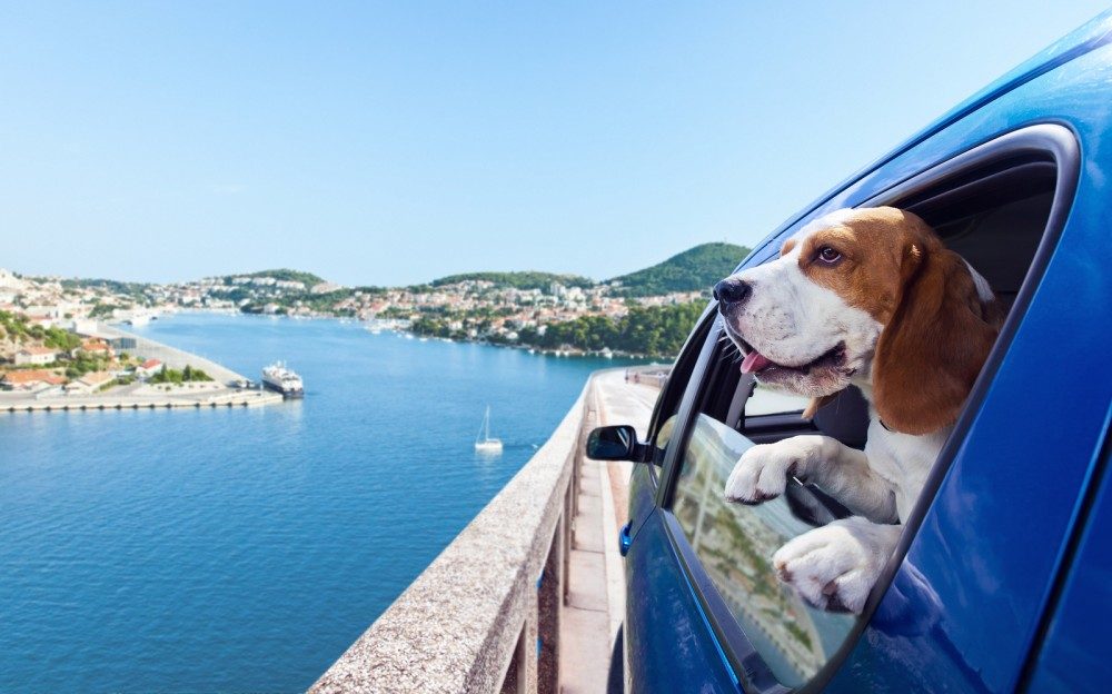 Отдых с собакой на море. как не испортить отпуск себе и окружающим