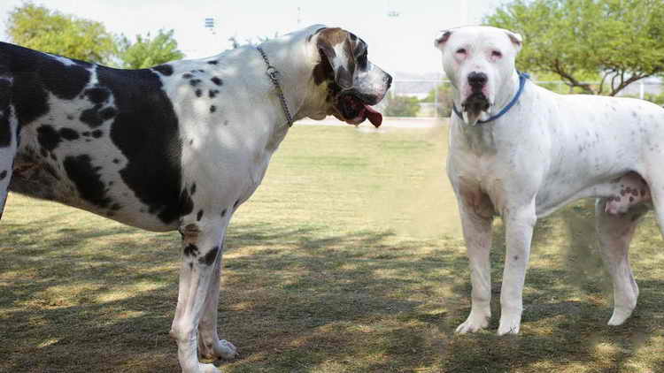 Характеристика породы собак гуль донг правила содержания животного