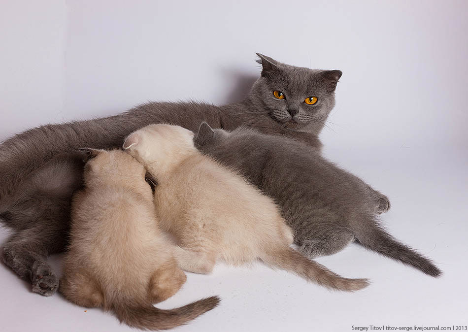 Сколько дней длится беременность у кошек шотландской породы