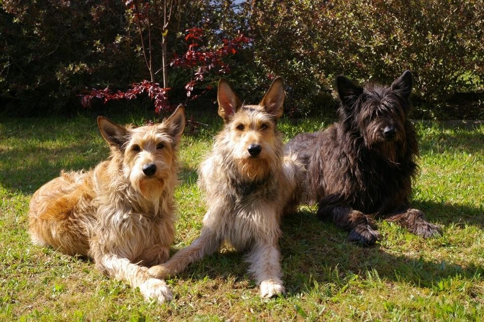 Немецкие породы собак с фотографиями и названиями, охотничьи, пастушьи и домашние