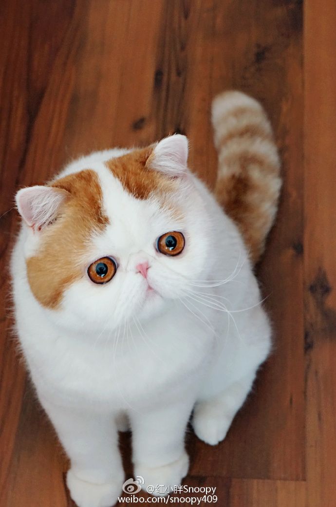 5 пород кошек с плоской мордой и большими глазами: как называются коты с приплюснутыми носами?