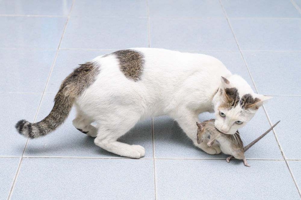 Какие породы кошек ловят мышей и крыс фото с описанием