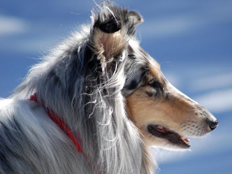 Длинношерстные породы собак с фотографиями и названиями