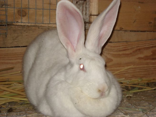 Как выглядит декоративный кролик альбинос?