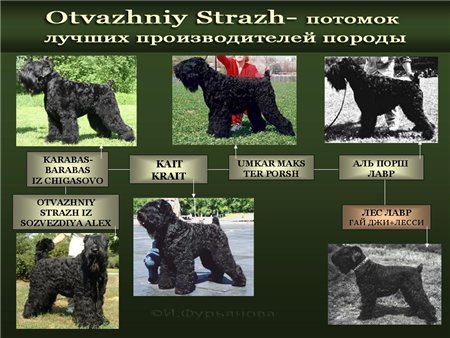 Черный терьер (собака сталина): выносливый охранник с дружелюбным характером