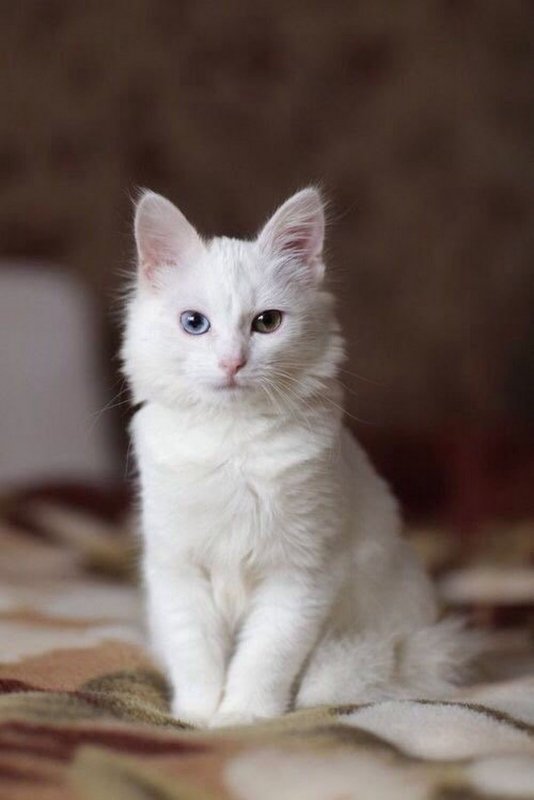 Белый кот (38 фото): названия и описания пород белых домашних кошек, пушистый котенок-альбинос