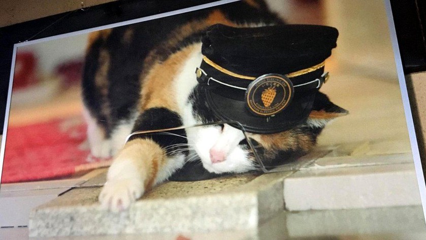Чем прославились кошка тама, басу и собака марон в японии