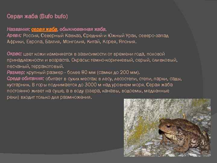 Древесная лягушка. описание, особенности, виды, образ жизни и среда обитания древесных лягушек | живность.ру
