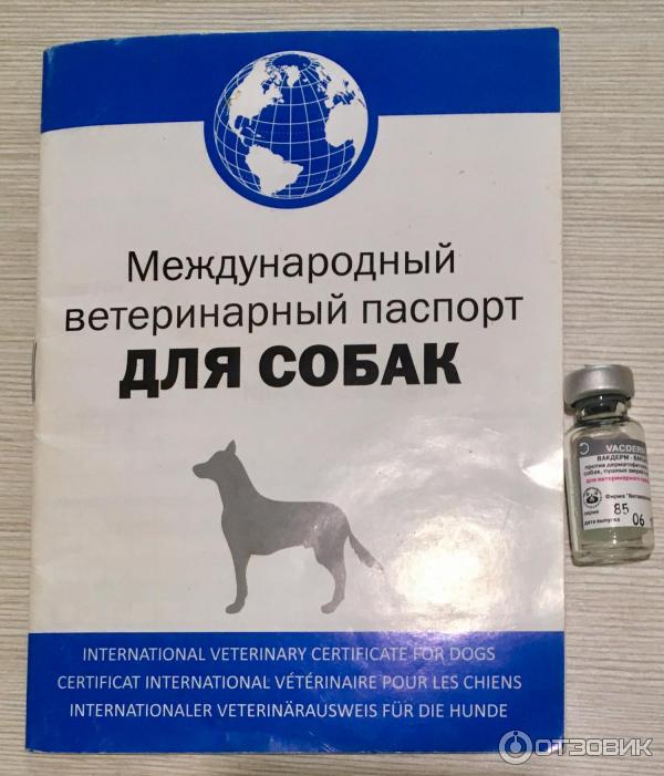 Вакдерм вакцина для кошек и собак. применение, побочные действия и цена вакдерма | животный мир