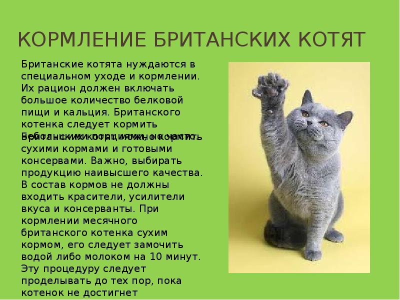 Можно ли кормить котенка супом