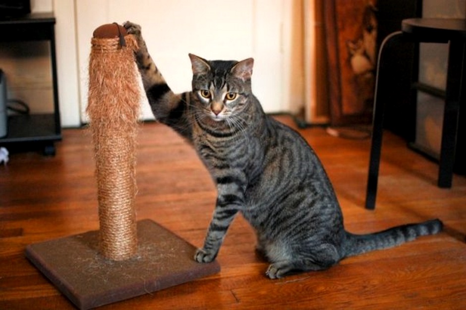 Как отучить кошку драть обои и мебель, основные причины и что делать