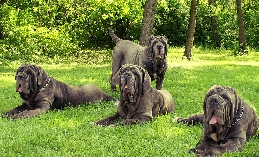 Породы больших собак: название, фото и основные характеристики