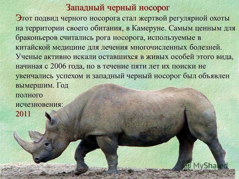 Яванский носорог описание животного
