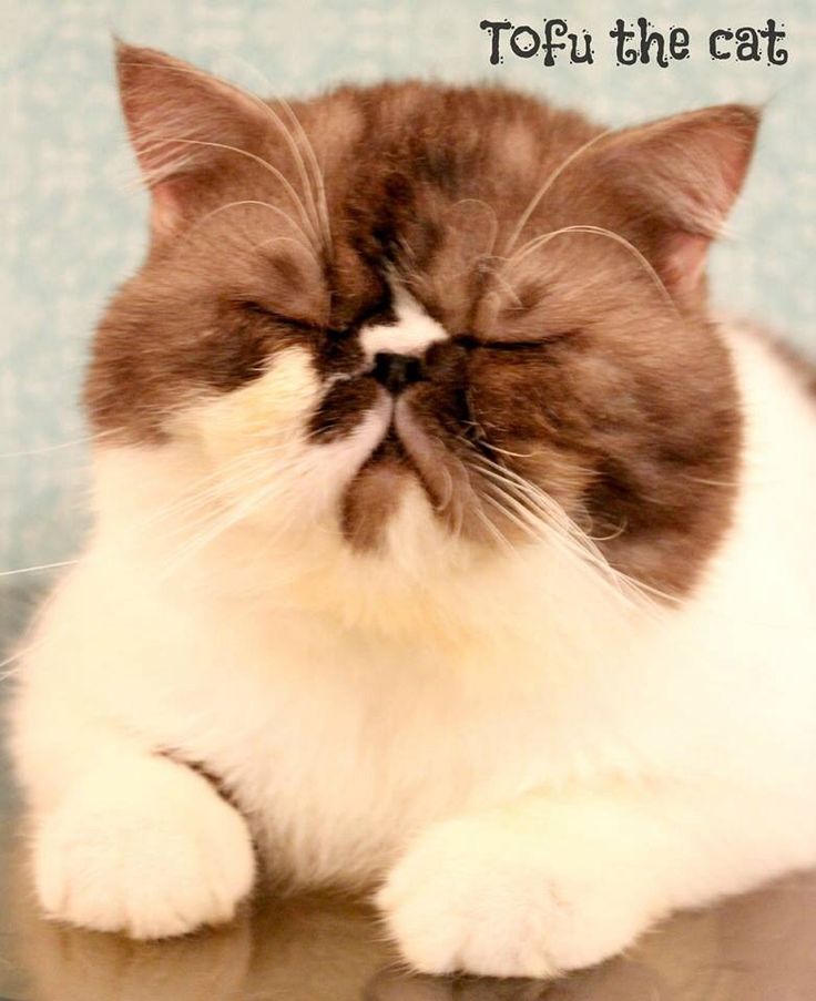 Породы кошек с приплюснутой мордой: фото и факты | сайт «мурло»