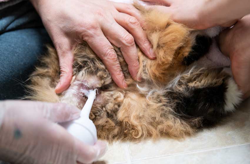 Кровь в кале у кошки причины и лечение