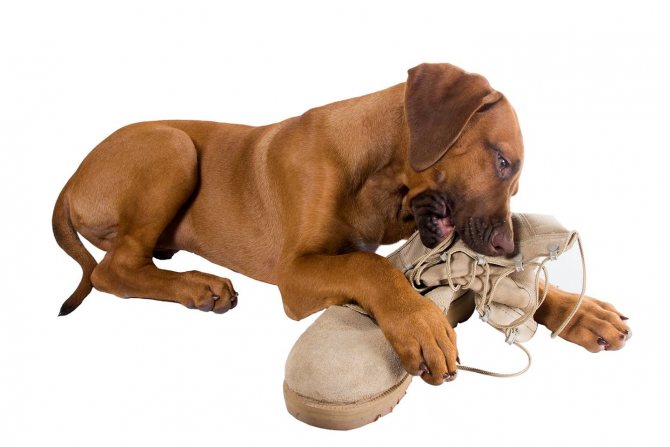 Почему собаки валяются в тухлятине: причины, предположения, факты