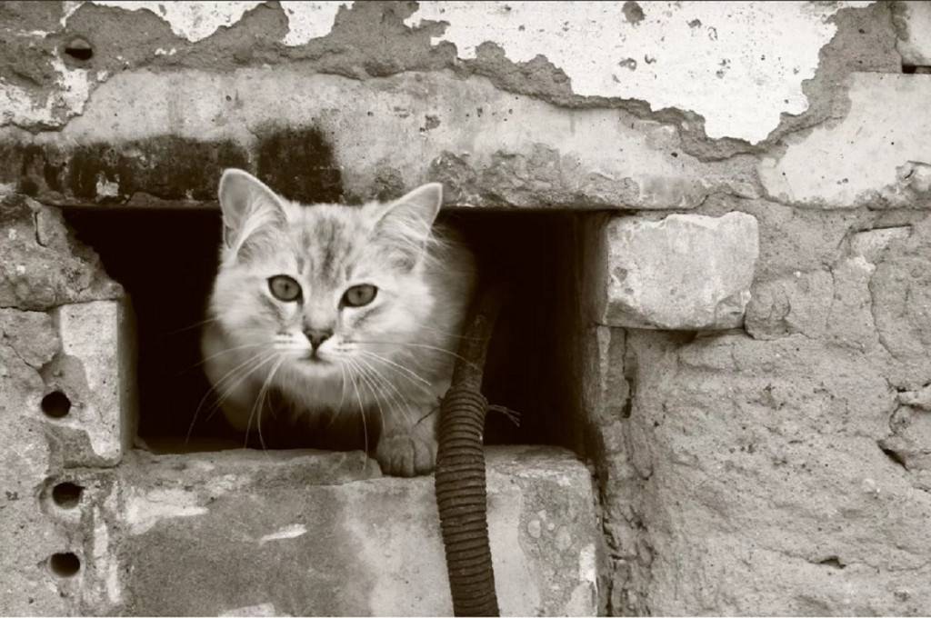 «три дня по чатам и подвалам»: как правильно искать пропавшего кота?