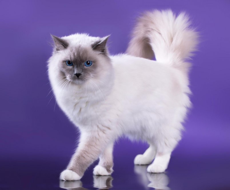 Рэгдолл: описание породы кошек, особенности характера и поведения, фото и отзывы владельцев, как выбрать котенка