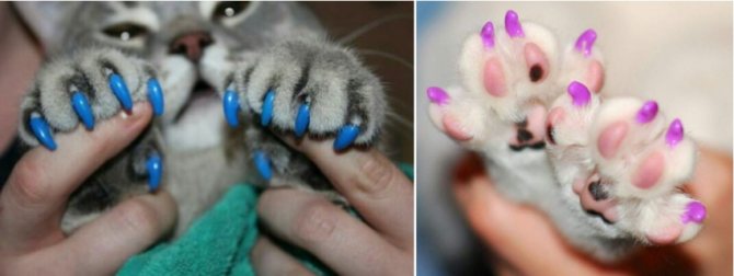 Антицарапки для кошек (40 фото): инструкция по применению накладок на когти. вредны ли колпачки для когтей? на сколько их хватает? как правильно выбрать размер?