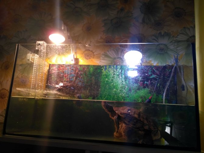 Лампа накаливания для красноухих черепах в акватеррариум