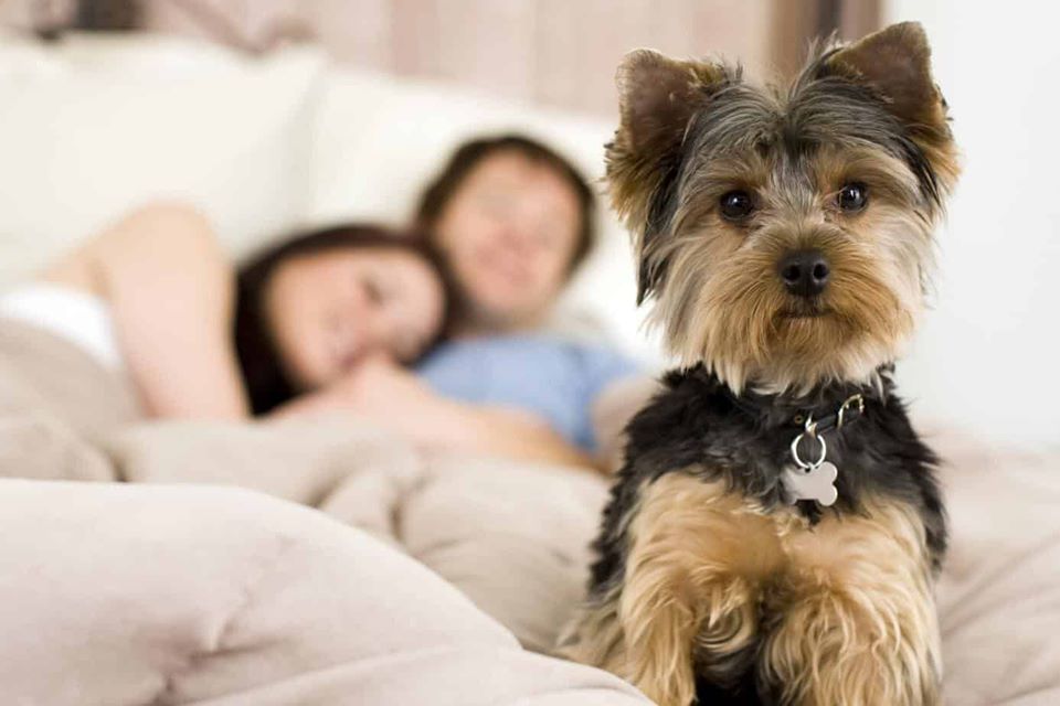 Лучшие породы собак для квартиры: критерии выбора и особенности содержания