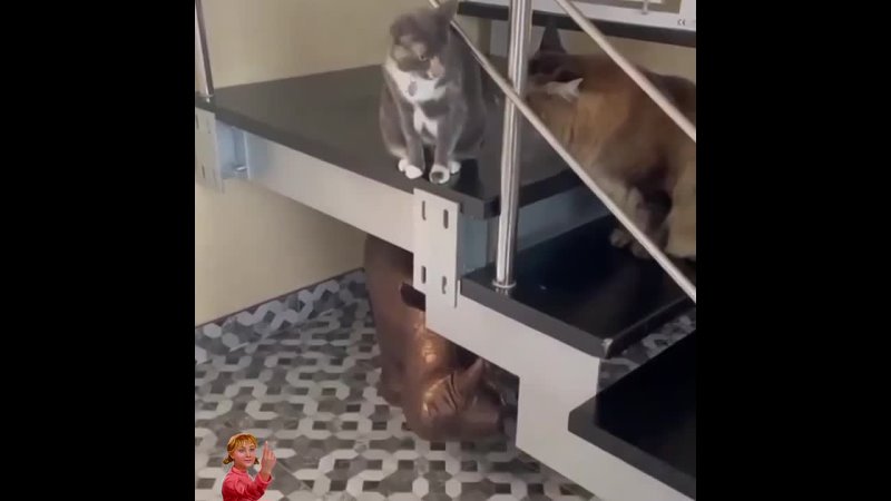 Какую кошку лучше завести в квартире?