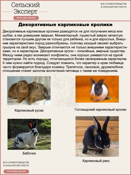 Декоративные кролики: породы, их описание и фото. домашние карликовые кролики: описание, уход, содержание :: syl.ru