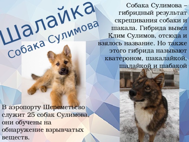 Собака сулимова: описание, характеристика, фото | все о собаках