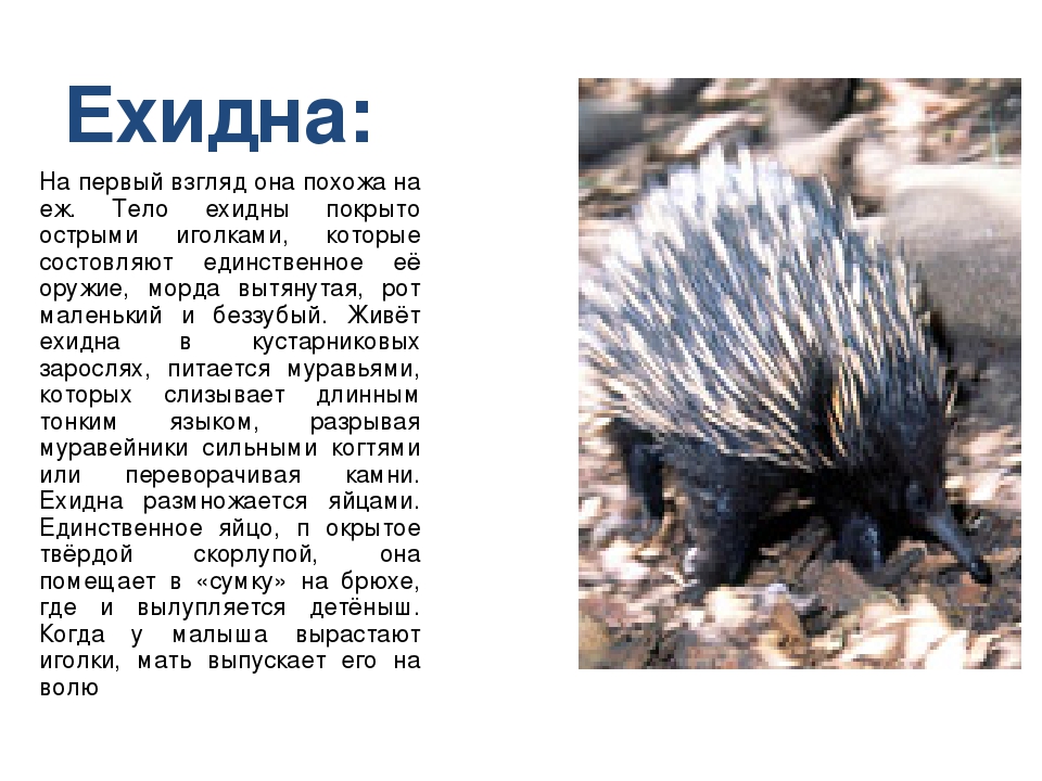 Австралийская ехидна | описания и фото животных | некоммерческий учебно-познавательный интернет-портал зоогалактика