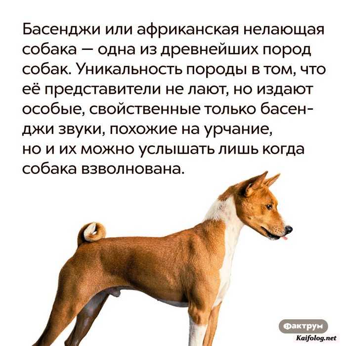 Описание породы, условия содержания и история собаки басенджи