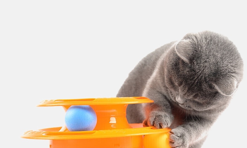 Топ-10 самых умных пород кошек — domovod.guru