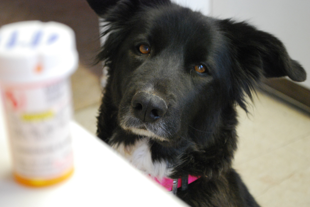 Собаки, лечение собак в домашних условиях, оказание первой медицинской помощи