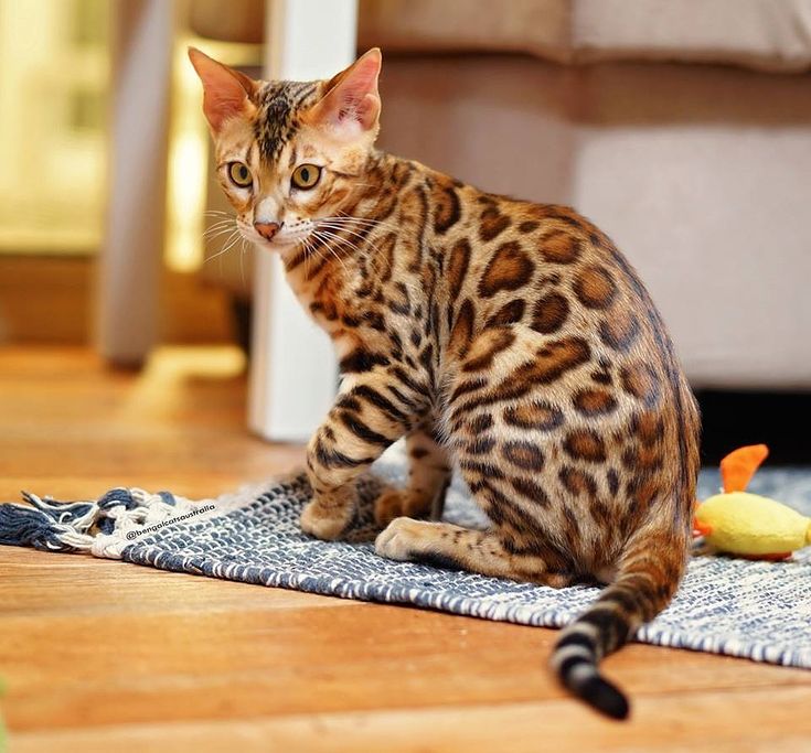 Характер кошек и котов бенгальской домашней породы
