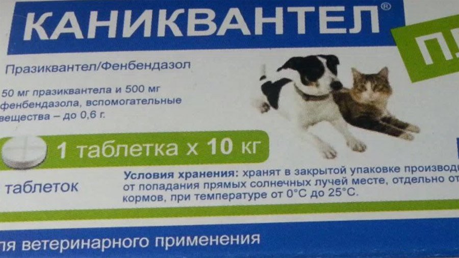 Глобфел-4 (сыворотка) для кошек | отзывы о применении препаратов для животных от ветеринаров и заводчиков