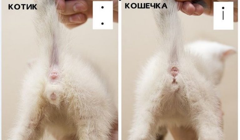 Как определить пол котенка в первые дни жизни: самые надежные методы