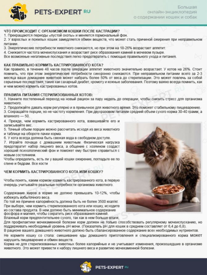 4 метода, как перевести кошку с сухого корма на домашнюю еду