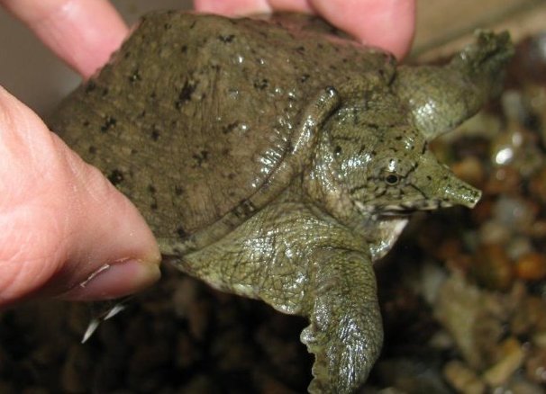 Трионикс черепаха — чем питается мягкотелая рептилия и где обитает