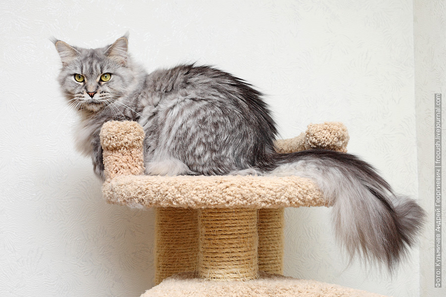 Мейн - кун метис: фото, помесь обычной кошки, смесь британца, скрещенный с сибирской кошкой, как отличить полукровку кота