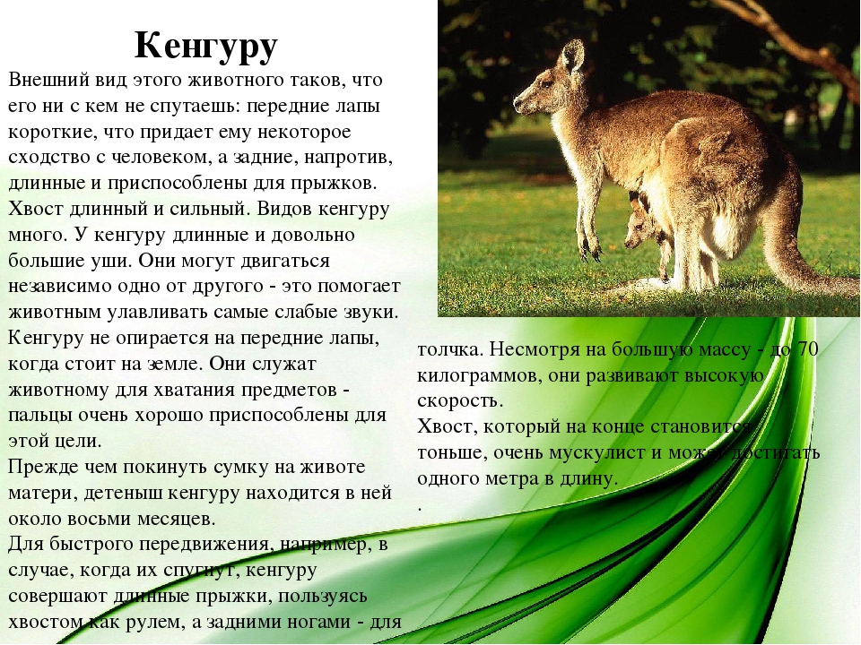 Кенгуру образование слова. Кенгуру описание. Сообщение о кенгуру. Интересные факты о кенгуру для детей. Кенгуру краткая характеристика.
