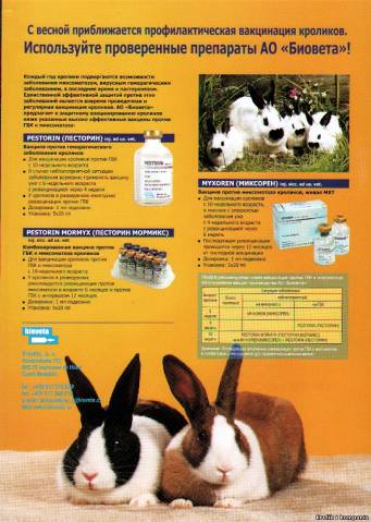Какие и когда делать прививки кроликам в домашних условиях?