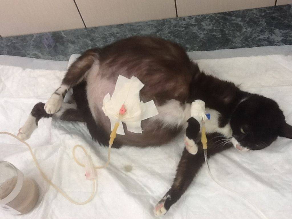 После стерилизации кошки через сколько можно кормить. Пиометра у кошки операция.