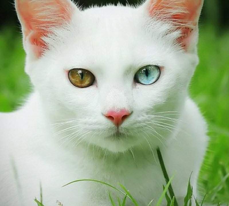 Као мани (39 фото): особенности этой породы кошек, описание внешности тайских котов. как определить здоровых котят?