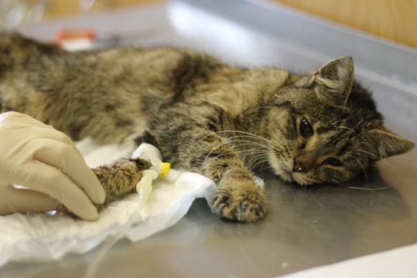 Панлейкопения кошек - статьи о ветеринарии «свой доктор»