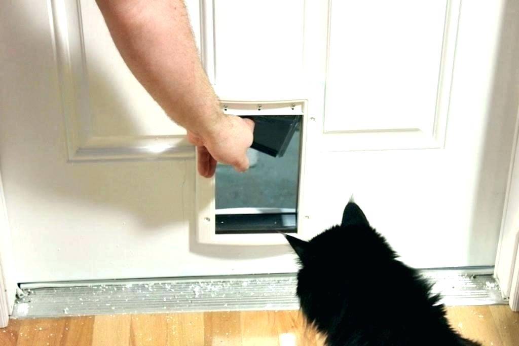 Дверь для кошки: обзор лучших моделей с советами, как выбрать и сделать дверь своими руками