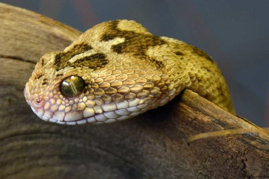Эфа змея. описание, особенности, виды, образ жизни и среда обитания эфы